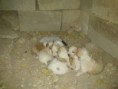 ACOGIDA URGENTE,6 CACHORROS,ALBACETE.